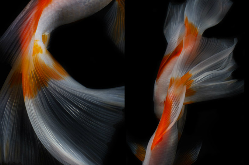 Life Fish Photography1