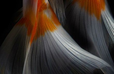 Life Fish Photography