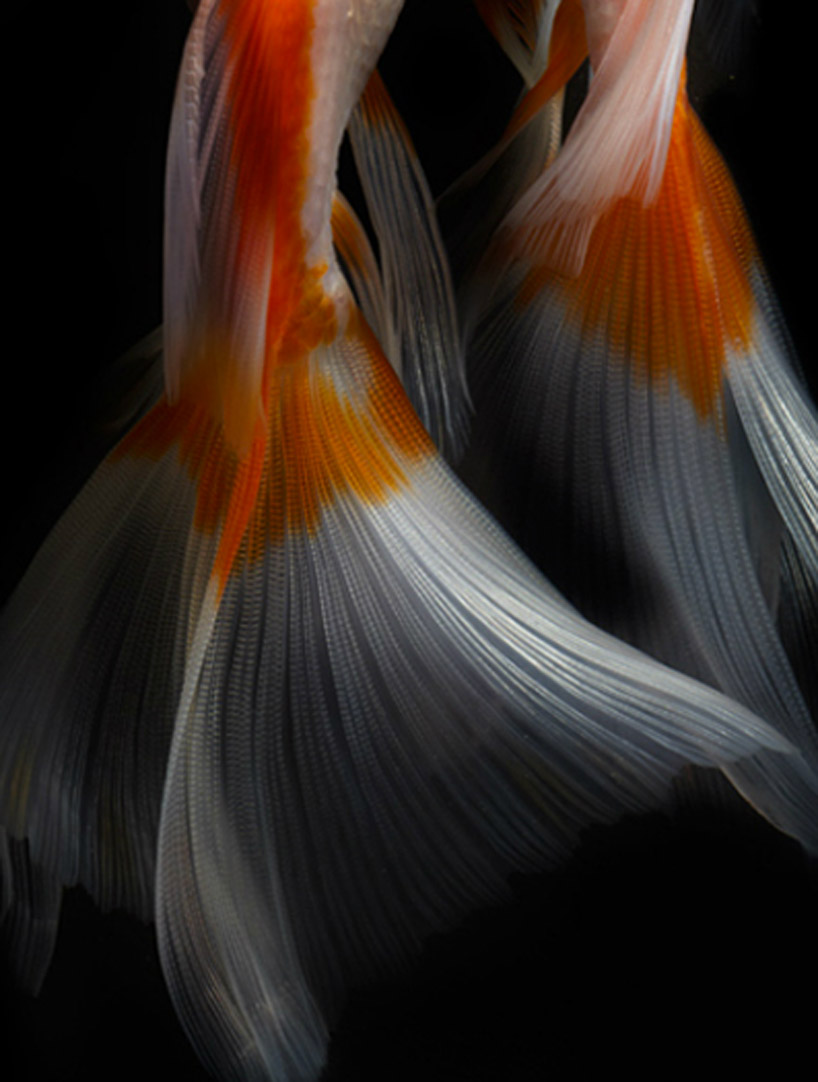 Life Fish Photography2