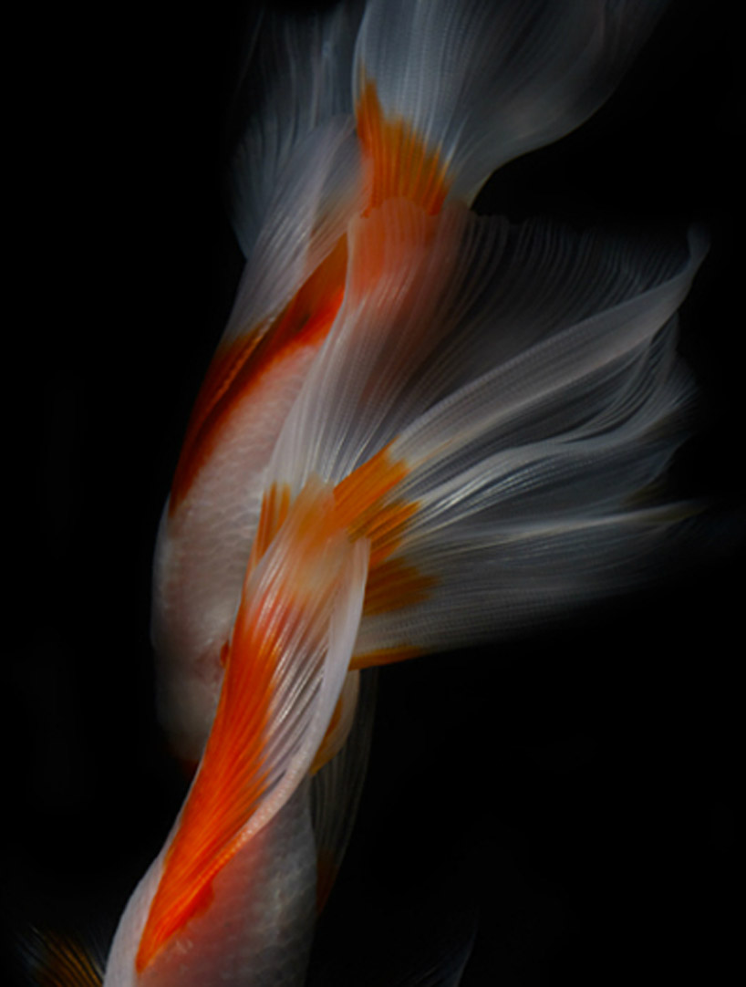 Life Fish Photography7