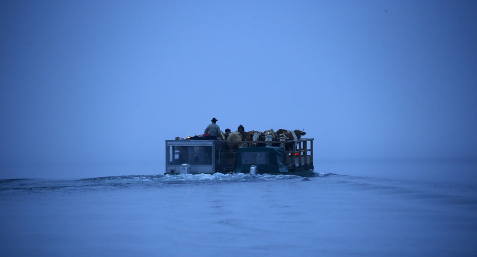 Bavarian farmers transport their cows on a boat over the picturesque Lake Koenigssee at dusk