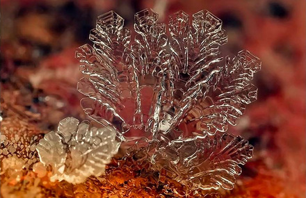 Snowflakes Macro Photography