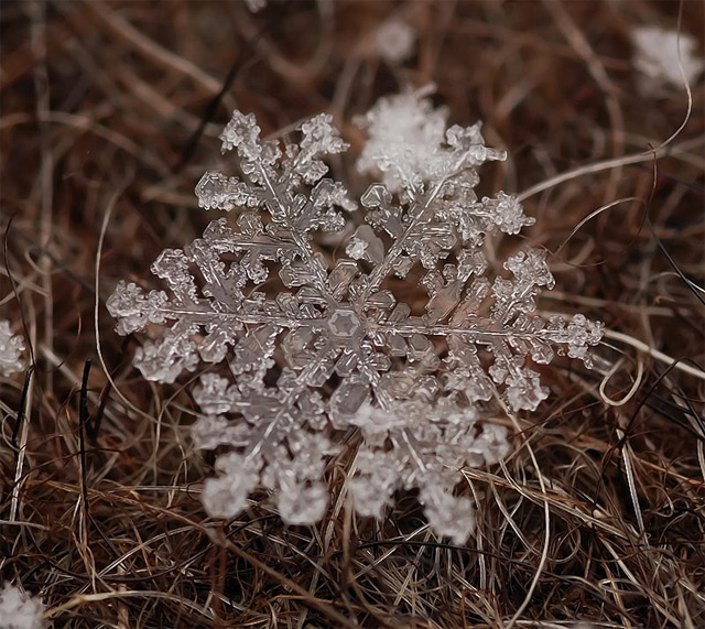 Snowflakes Macro Photography4