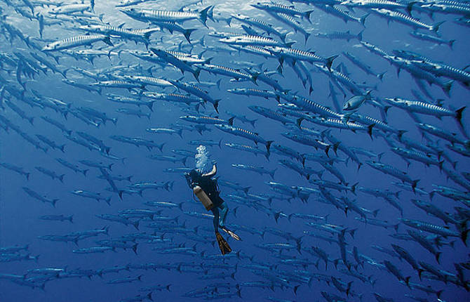 Underwater Scenes