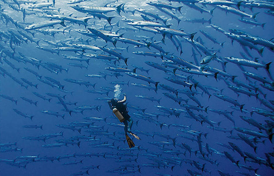 Underwater Scenes