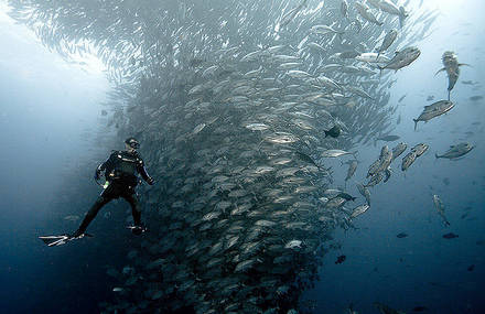 Underwater Scenes