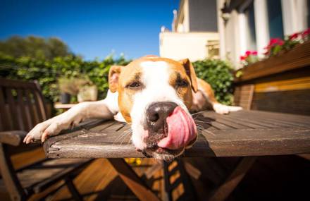 The Tongue Style