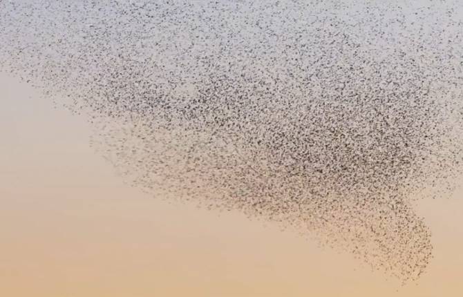 A Bird Ballet