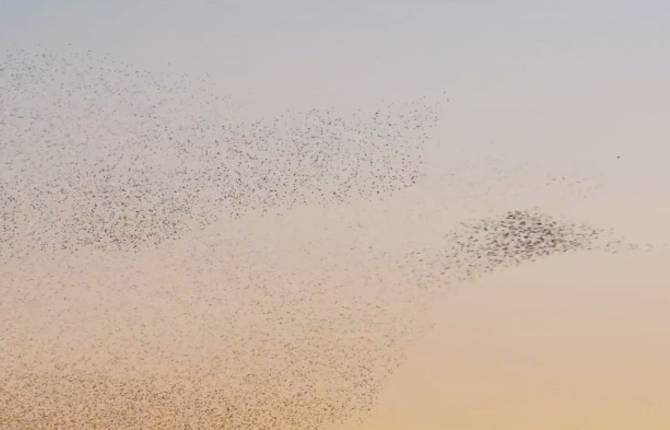 A Bird Ballet