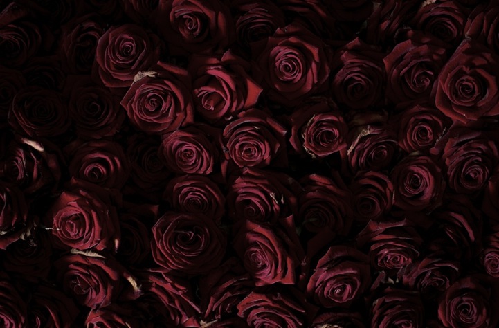 Life and Death of 10 000 Roses5