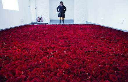 Life and Death of 10 000 Roses