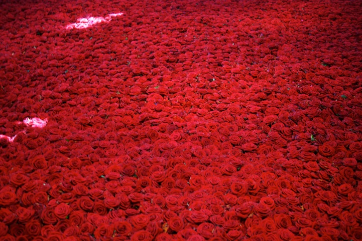 Life and Death of 10 000 Roses8