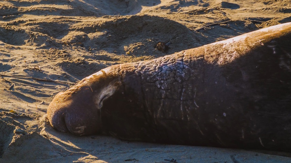 Meet me in Big Sur4