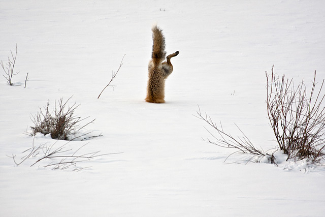 Red-Fox-catching-mouse-under-snow-640