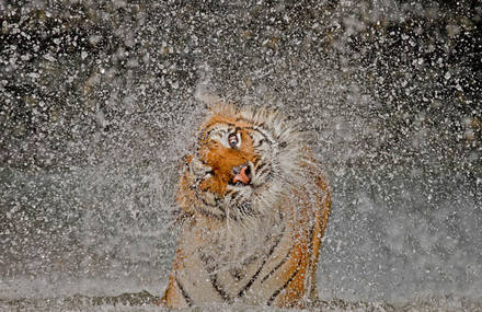 National Geographic 2012 Photos of the Year