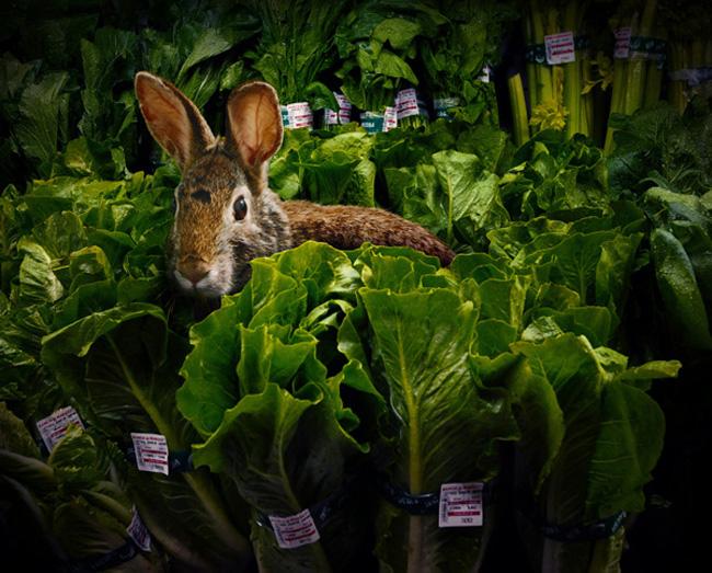 Wild Animals Inside Supermarkets