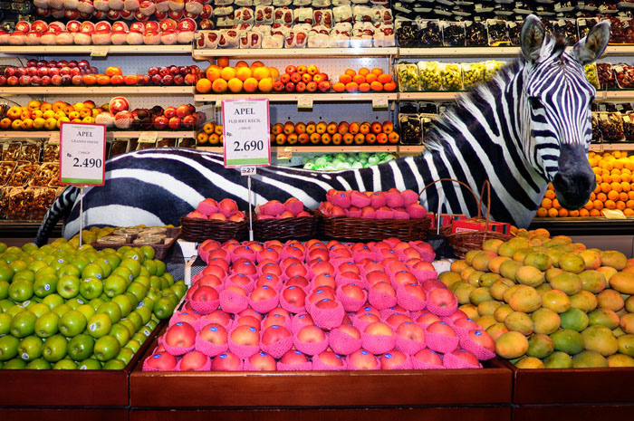 Wild Animals Inside Supermarkets6