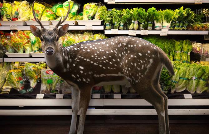 Wild Animals Inside Supermarkets