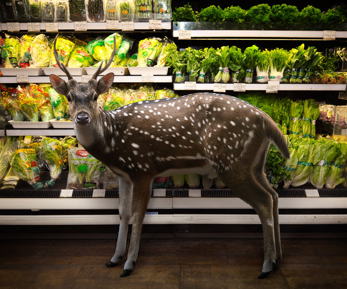 Wild Animals Inside Supermarkets7