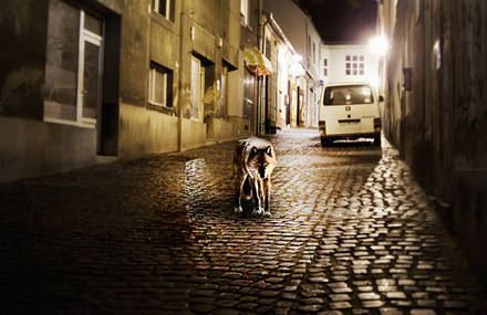 Animals in the city