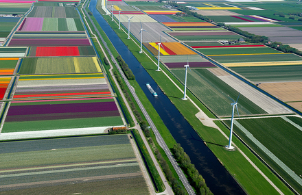 Tulip Fields Photography