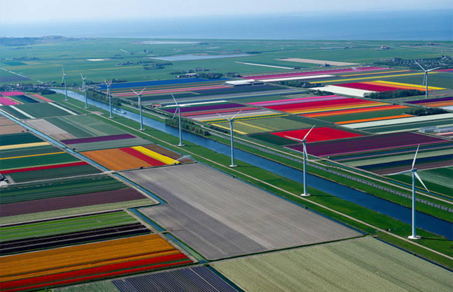 Tulip Fields Photography