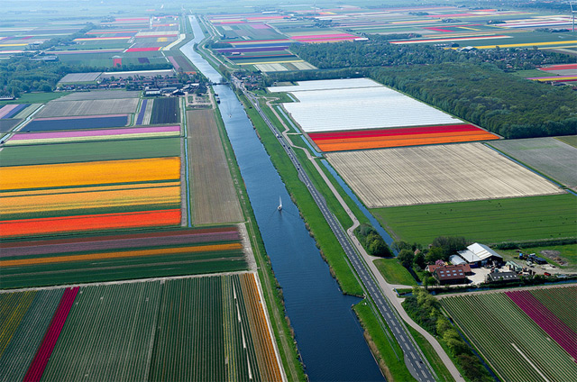 Tulip Fields7