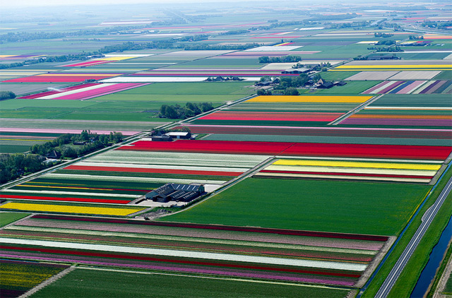 Tulip Fields9