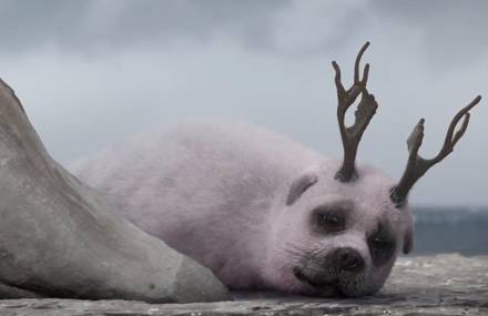 WWF – Wonder World Fur