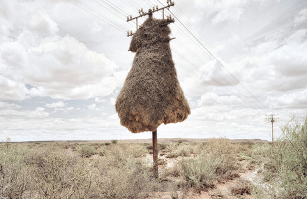 Incredible Bird Nests