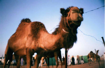 Al Dhafra Festival 2012