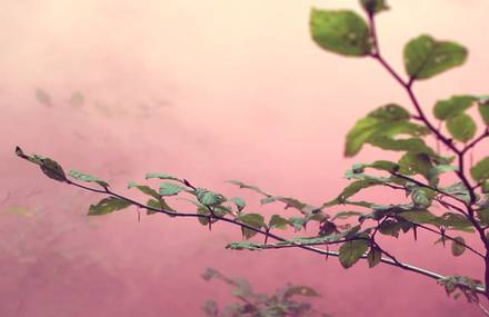 Lago – Trigger