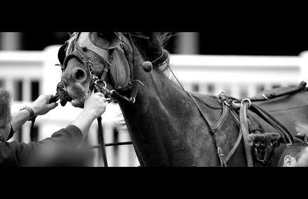 MUSTANG – REVERSATILE