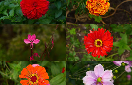 Flower Power