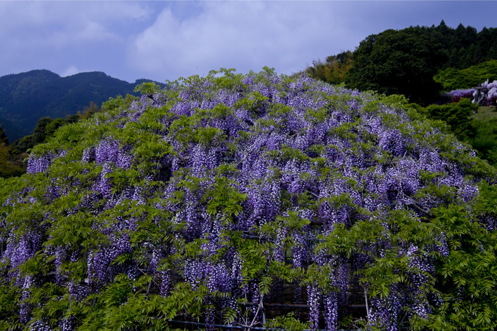 Glycine Tunnel3