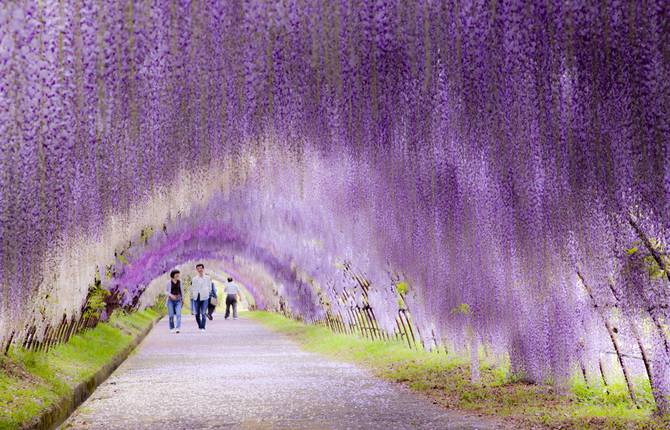 Glycine Tunnel