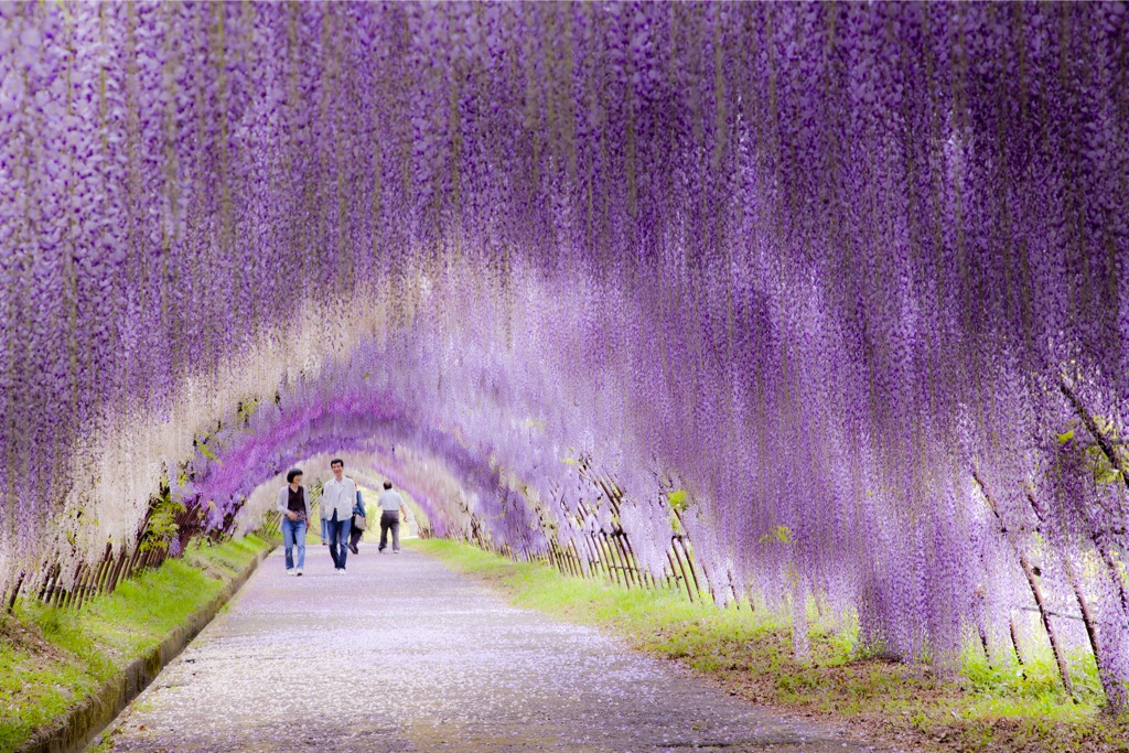 Glycine Tunnel8