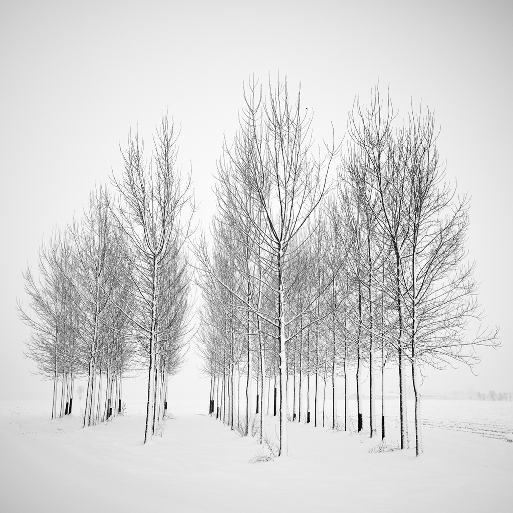 Tree Landscapes