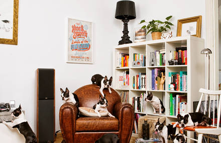 Cats & Dogs