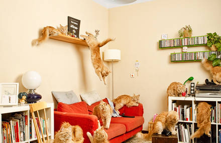 Cats & Dogs