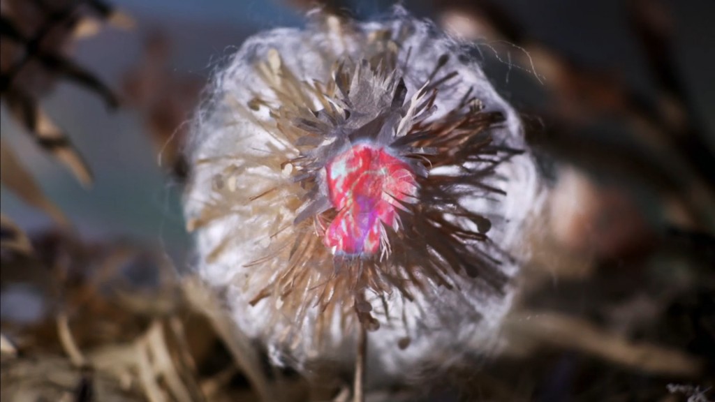 Iron and Wine Joy Media