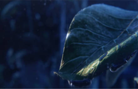 DREAM KOALA « ODYSSEY » (VIDEO CLIP)