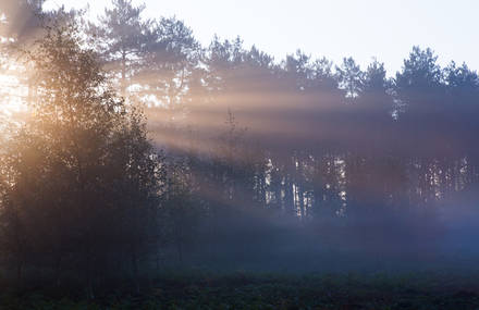 LIGHT