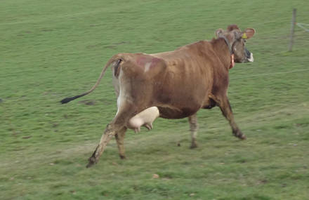 marathon de vaches