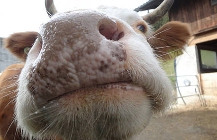 marathon de vaches