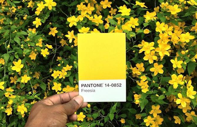 The Pantone Project