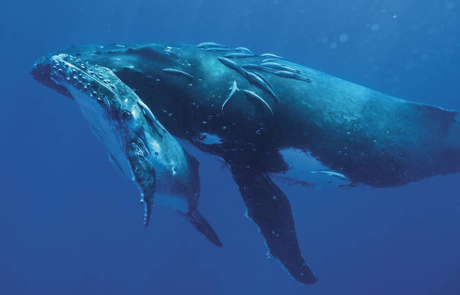 Life-Size Photography of Whales