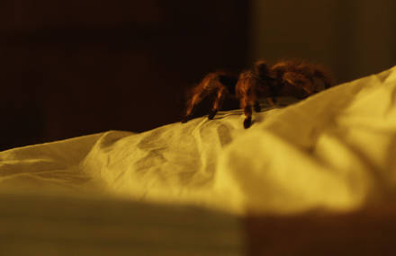 LA MIGALA (The Bird Spider)