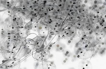 Bubble art photography