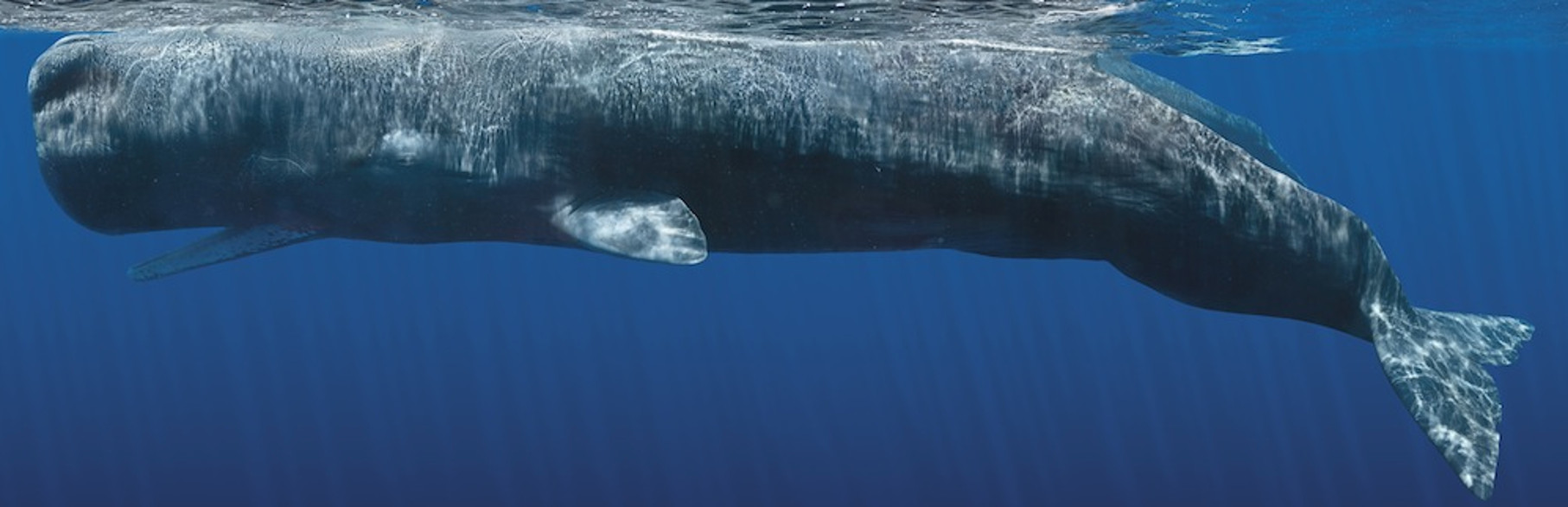 whale5